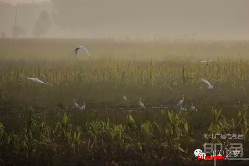 連日來(lái)，一群約有40只的白鷺棲息在邯鄲廣平縣東張孟鄉(xiāng)附近的一片玉米田地里。時(shí)而戲耍，時(shí)而自由自在地飛翔，它們描繪了一幅自然秀美的田園風(fēng)景。